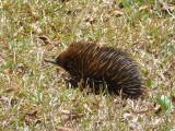Echidna