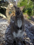 Wineglass Bay