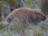 Cradle Mountain Natinal Park