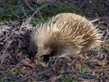 Echidna