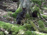 Mount Field National Park