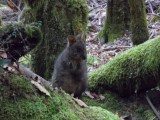 Mount Field National Park