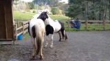 Terug bij Willow Therapy Farm