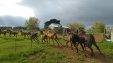 Jonge paardjes in galop