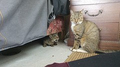 scooter and the wild Kitten we found!