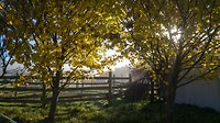 The farm
