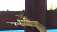 Fantail