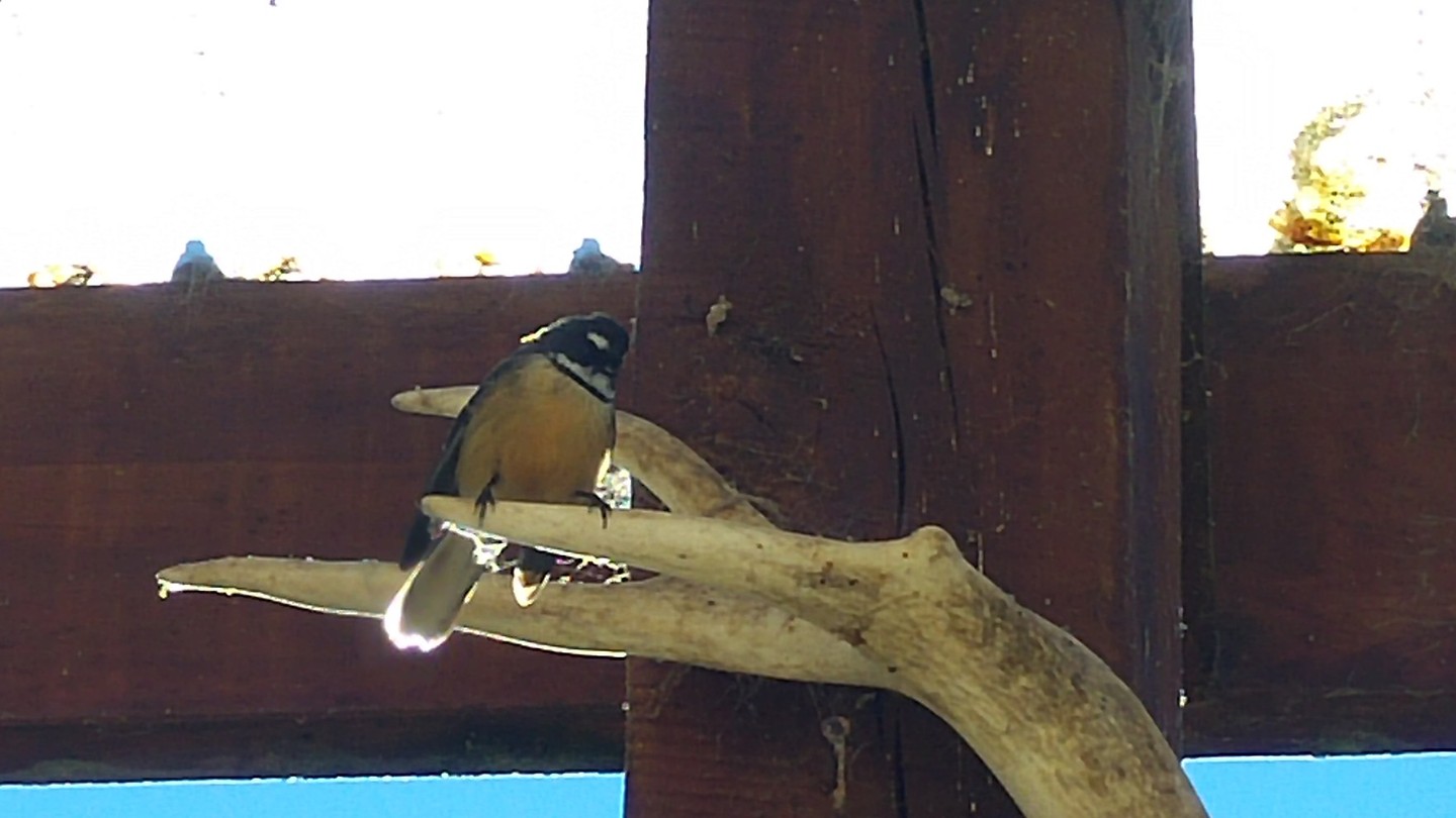 Fantail