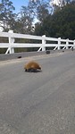 Echidna