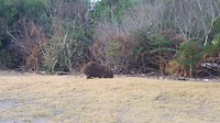 Wombat