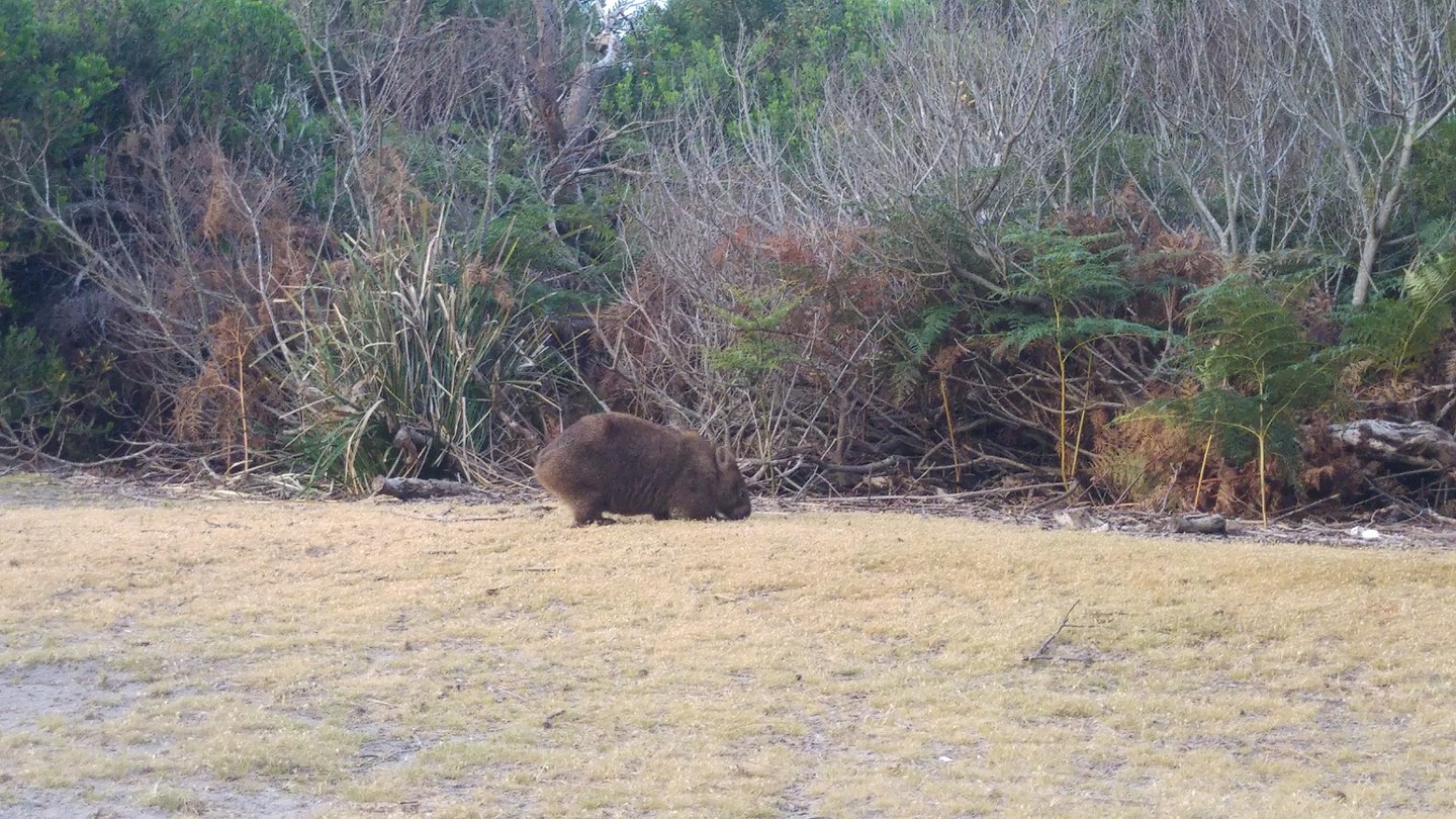 Wombat