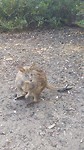 Wallaby