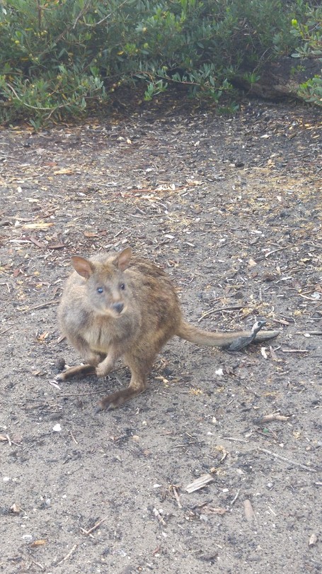 Wallaby