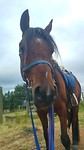 Coruba.. Let the horsephotospam begin ;-)