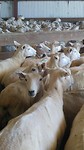 Sheep... It has to be NZ