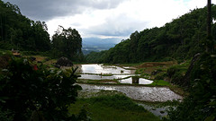Rijstvelden
