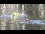Bever in het beverpark in Hinton