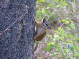 Chipmunk