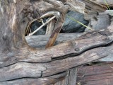 Close up van aangespoeld hout in rivierbedding