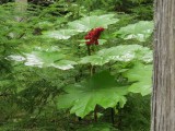 Wat zou dit voor plant zijn?