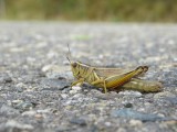 Sprinkhaan, ook hij is op pad....