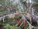 "Spanish moss" or "Old man's beard