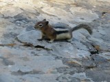 The Golden- mantled Ground Squirrel
