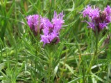 Leafy Aster
