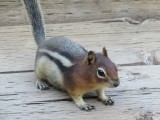 The Golden- mantled Ground Squirrel