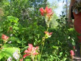 Indian Paintbrush, Castilleja species.