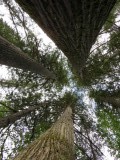 Western Red Cedar