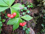 Bunchberry; Dwarf Dogwood, Cornus canadensis