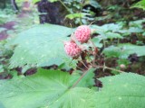 Thimbleberry; Salmonberry, Rubus parviflorus