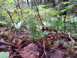 White-veined Wintergreen,  Pyrola picta