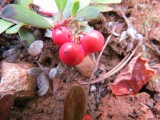 Bearberry; Kinnikinnick, Arcotostaphylos uva- ursi