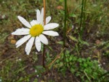 Daisy, onze Margriet!
