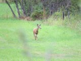 Deer!!!