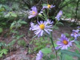 Leafy Aster, Aster subspicatus( A. foliaceus)