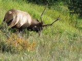 Een Elk!!!!