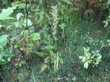 Daar is ie dan.... De Mountain Lady's Snipper, Cypripedium montanum, Orchid family.