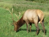 Weer de Elk maar nu met zijn kop naar het fototoestel toe gericht!
