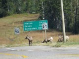 Bighorn Sheeps bij de ingang van het park!!!