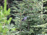 Een vogel eindelijk vastgelegd met de camera