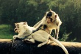 Monkeys at Angkor Wat