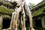 Ta Prohm (tombraider)