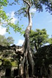 Ta Prohm (tombraider)