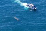 We spotted a big sperm whale!