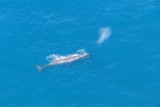 Sperm whale