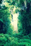 Us and the oldest Kauri tree in New - Zealand