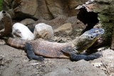 Taronga Zoo